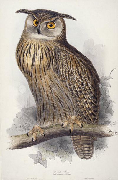 Búho real. Bubo maximus, 1832-1837 de Edward Lear